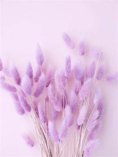 Violet Aesthetic Lavender Aesthetic Aesthetic Colors Flower