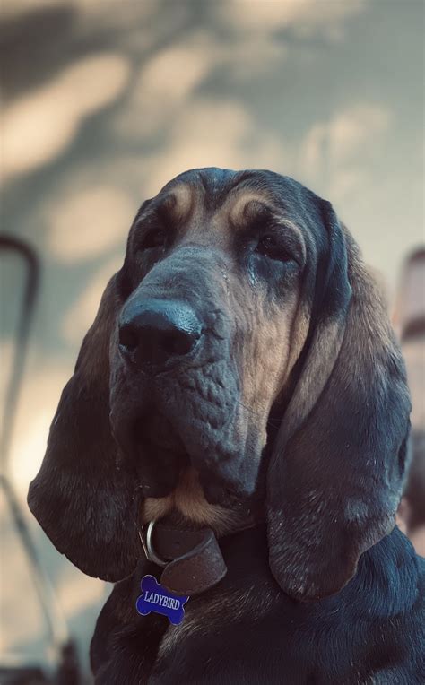 Our pretty girl : r/Bloodhound