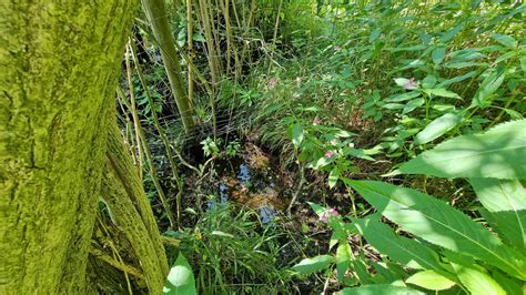 Grundwasser im Langenauer Ried: Welches seltene Naturphänomen dieses