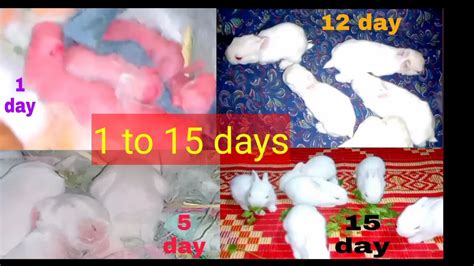 Baby Rabbits Growing Up 1 To 15 Days By New Kk Pets Vlogs Cute