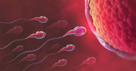 Mitos Sobre Fertilidad Disipados Por Un Experto De Clearblue