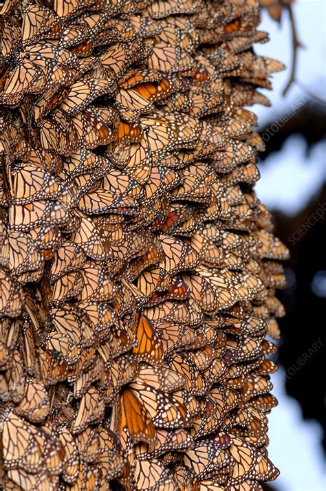 Monarch Butterfly Cluster Stock Image Z3551792 Science Photo Library