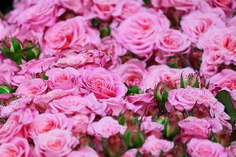 Rose Images · Pixabay · Download Free Pictures