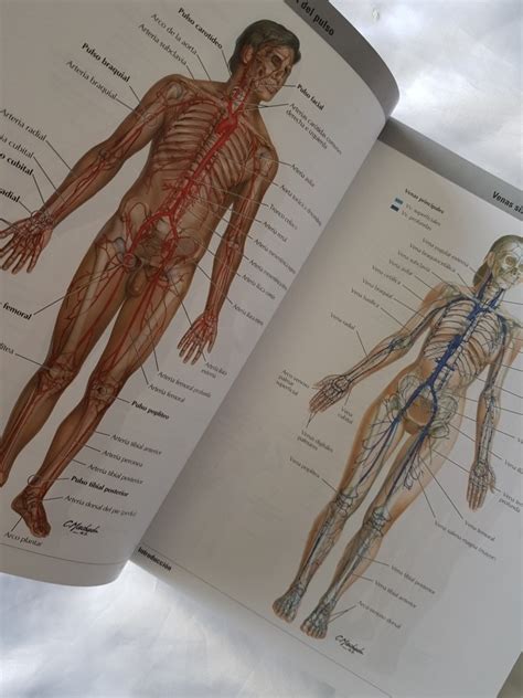 Netter Atlas De Anatomía Humana 7ma Edición Elsevier 522 000 en
