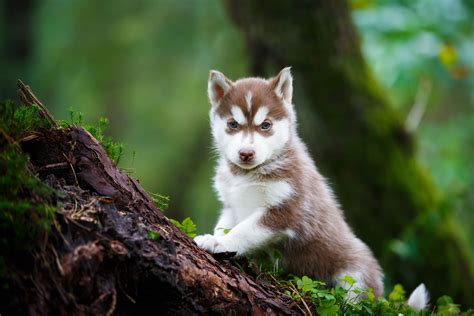 8 Wild Facts About Wolf Dogs