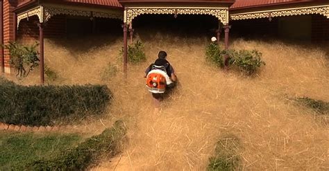 ‘hairy Panic A Plant Strikes Australian Town Of Wangaratta The New