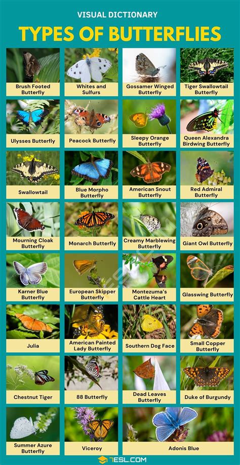 Types Of Butterflies 30 Types Of Butterflies And Their Identifications