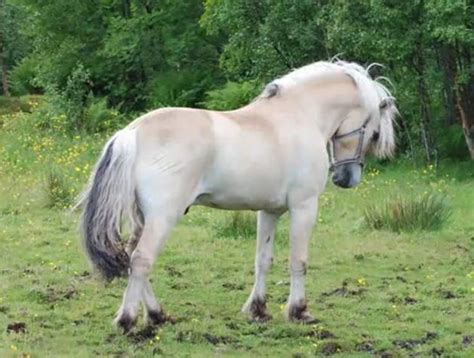 Browse horses, or place a free ad today on horseclicks.com Norwegian Fjord horse... | Fjord horse, Horses, Fjord