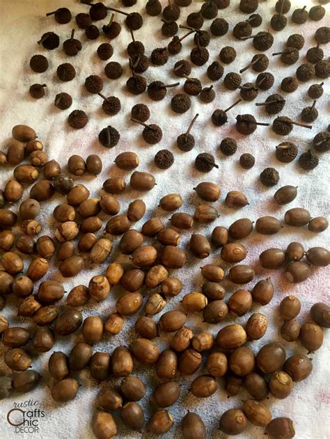 We did not find results for: How To Dry Acorns For Crafts - Rustic Crafts & Chic Decor