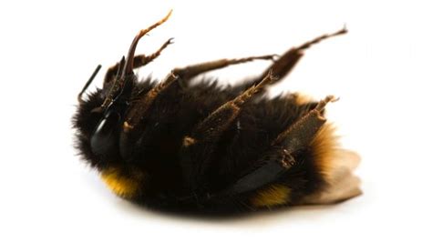 √ Do Bumble Bees Sting You Bumblebee Facts Naturemapping Therefore