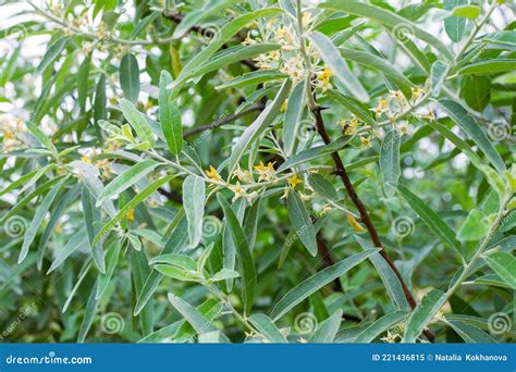 Elaeagnus Commutata Plant Shrub Plant With Silvery Leaves And Small