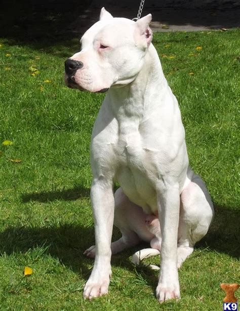 However, these names refer to three related, but separate dogs. Dogo Argentino Origin and History | Dog Breeds - All types ...