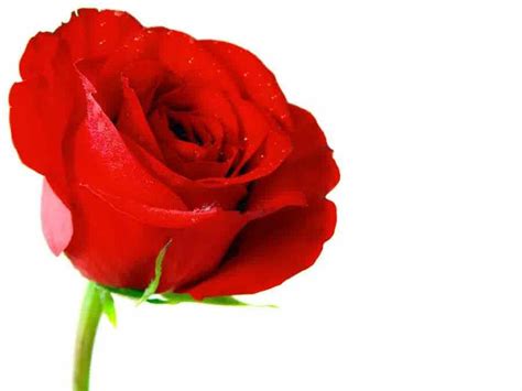 Gambar Menanam Bunga Mawar Benar Tanaman Hidoponik Gambar Rose Layu