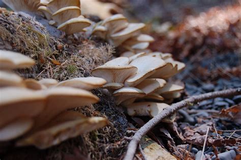 Wild Oyster Mushrooms Flickr Photo Sharing