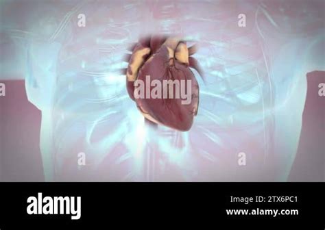 Animated Model Of Heartbeat In Different Styles And Different Materials