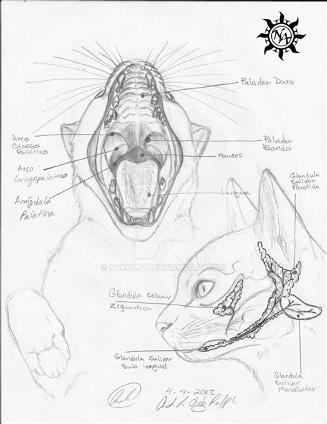 Oral Cavity Cat Anatomy By Nakumah On Deviantart