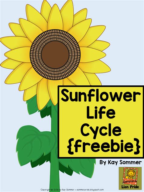 Les 25 Meilleures Idées De La Catégorie Sunflower Life Cycle Sur