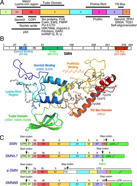 This page is about the various possible meanings of the acronym, abbreviation, shorthand or slang term: Structure of SMN protein and SMN transcripts | Download ...