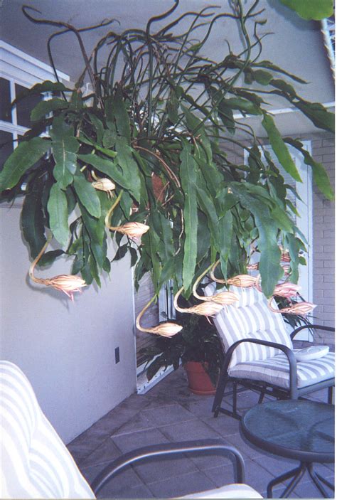 I've got the stuff that you want. True Night Blooming Cereus, Epiphyllum oxypetalum, article