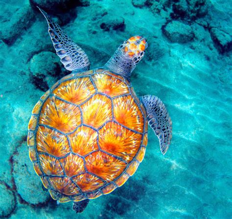 22 Most Unique And Colorful Turtles Which Are Really Exist In The World
