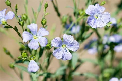 Blue Flax Flowers Stock Image Image Of Flower Natural 73843539