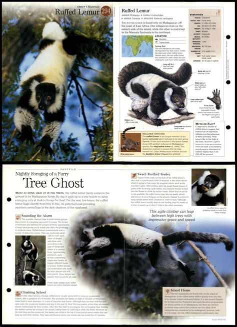 Ruffed Lemur 294 Mammals Discovering Wildlife Fact File Fold Out Card