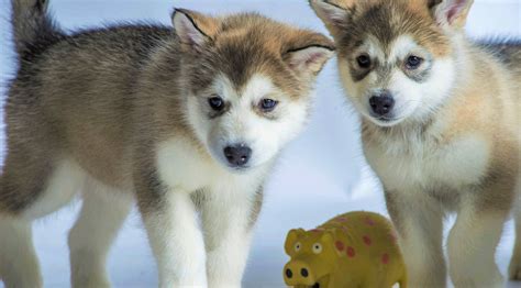 Cute Husky Puppies Hd Wallpaper Background Image 3840x2130 Id
