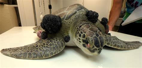 Public Sea Turtle Release Tour De Turtles July The Turtle Hospital Rescue Rehab