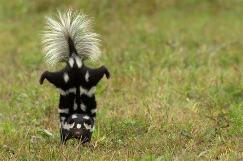 Understanding The Eastern Spotted Skunk Is A Step Toward Conserving It