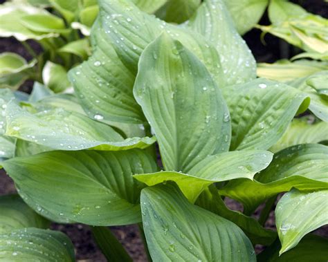 Hosta Guacamole Bare Roots — Buy Plantain Lilies Online At Farmer