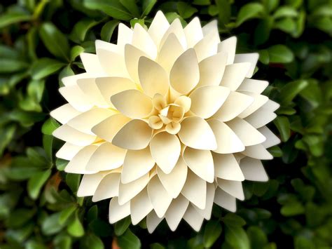 8 Inches Dahlia Svg Dxf And Pdf Paper Flower Template For Etsy