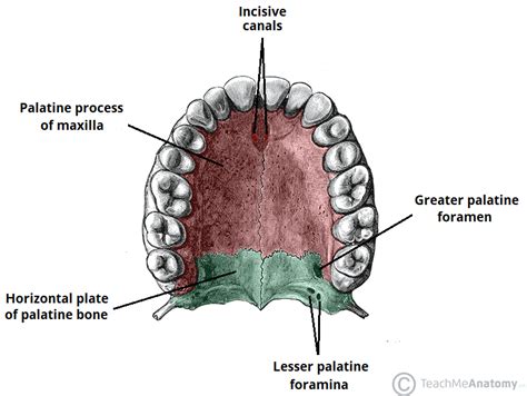 Anatomy Of Palate Anatomy Diagram Source
