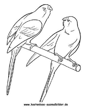 Ratgeber über #wellensittiche für eine artgerechte vogelhaltung. 19 Inspirational Kostenlose Ausmalbilder Eule