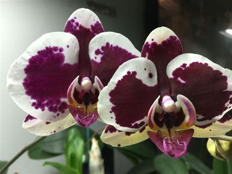 Orchids Are Blooming Phalaenopsis Orchid Orchids Bloom