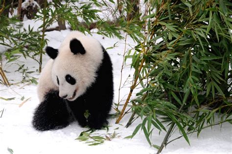 Austria Vienna Giant Panda Twins Returning To China