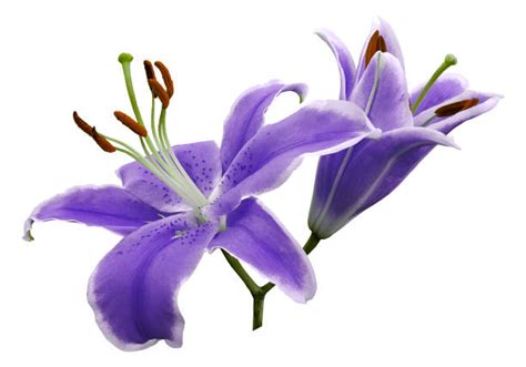 Purple Lily Flowers Stock Photos Pictures And Royalty Free Images Istock
