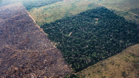 Confirman La Alarmante Deforestación De La Amazonía Brasileña Pese A