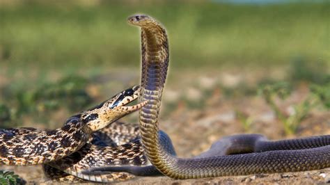 49 Best Ideas For Coloring King Snake Vs Rattlesnake