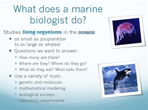 What Does It Mean To Be A Marine Biologist