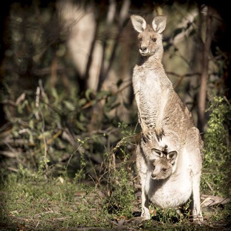 photography by j m hoffman australian wildlife
