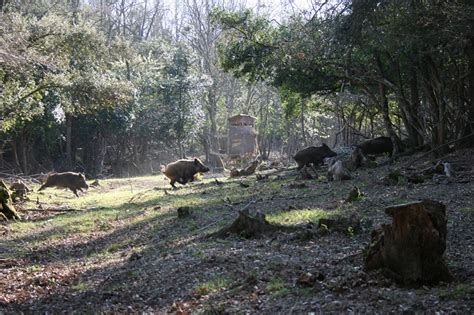Driven Wild Boar Shooting In France Ucp Sporting