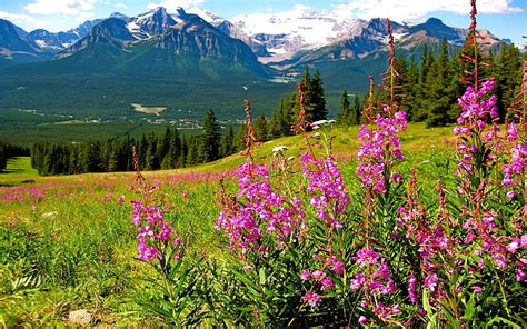 Hd Wallpaper Mountain Landscape Splendid Purple Mountain Flowers