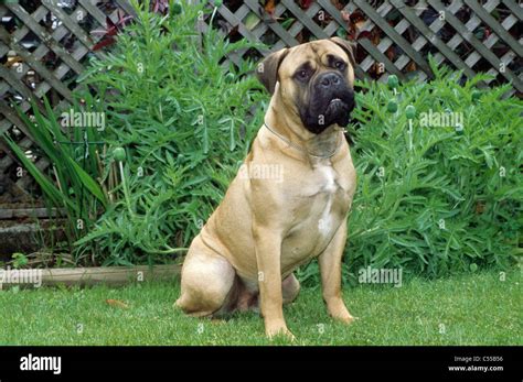 Bull Mastiff Sitting On Lawn Stock Photo Alamy