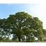 Tree Blue Oak  RUFF