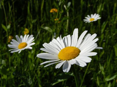 E' infatti l'unico teatro dotato di cucine sin dalla sua fondazione. Valle Brembana • La margherita comune - Leucanthemum vulgare : Flora Spontanea Alpi Prealpi Orobie