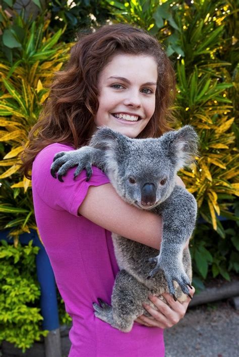 Cairns Attractions Where To Cuddle A Koala In Cairns