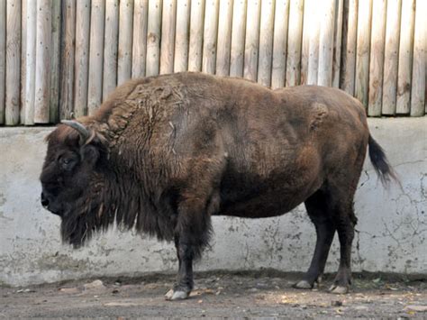 Bison Hybrid Wisent X Bison In Zoos