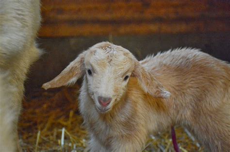 The head of one goat twitched for several moments after it had been chopped from its bodycredit: Farmer Peg: Steps Leading Up to a Goat Kidding