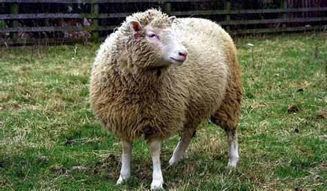 Dolly The Sheep Cloning