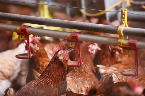 #matkallajossainsaksassa #tuulavainikainen #nojatuolimatkailu #matkailu #matkakirja #tietokirja #saksa #kirjat2021 #keväänkirjat #avain #avainkustannus. Avian influenza (bird flu) identified at Kent farm - GOV.UK
